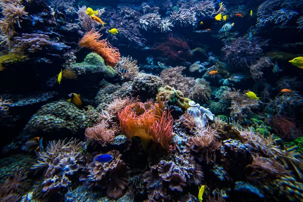 Underwater View Coral Reef — Stock Photo, Image