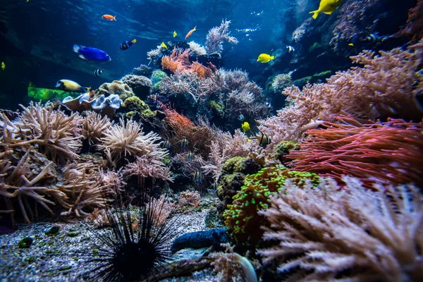 サンゴ礁の水中ビュー — ストック写真