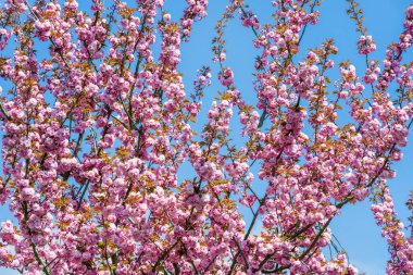 Sakura çiçekleri açıyor. Güzel pembe kiraz çiçeği 