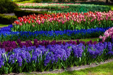 Renkli bahçe manzarası ve çimen 