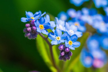 Myosotis alpestris ya da Alpine Çiçek verme bana 