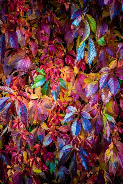 Φθινοπωρινό Μοτίβο Πολύχρωμα Φθινοπωρινά Φύλλα — Φωτογραφία Αρχείου