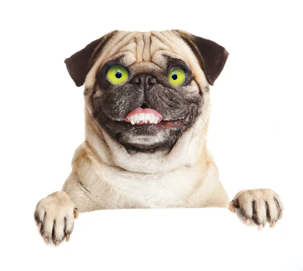 Pug Dog Met Leeg Reclamebord Hond Boven Spandoek Teken Pug — Stockfoto