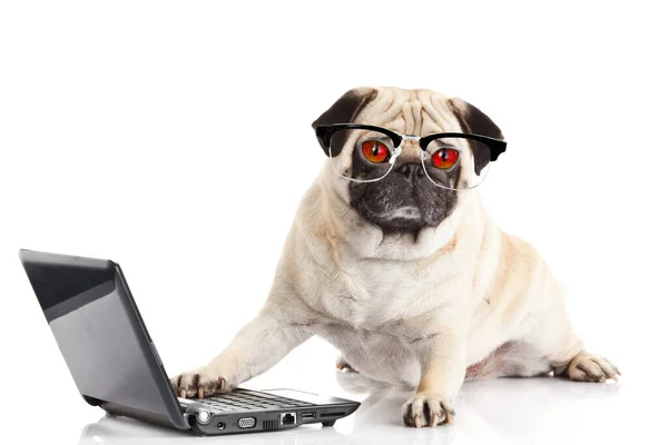 Laptoplu Pug Dog — Stok fotoğraf