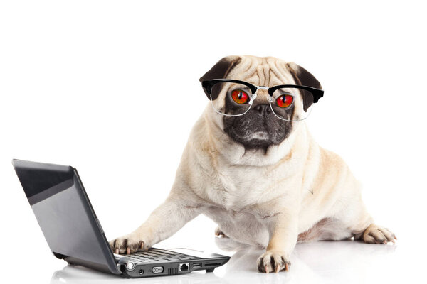 Pug Dog with laptop.