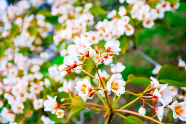 春に白花のツリー アリウライトエポルビア科 — ストック写真