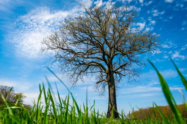 Sozinha Árvore Campo Grama — Fotografia de Stock