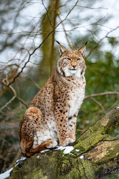 Euraziatische Lynx Boshabitat — Stockfoto