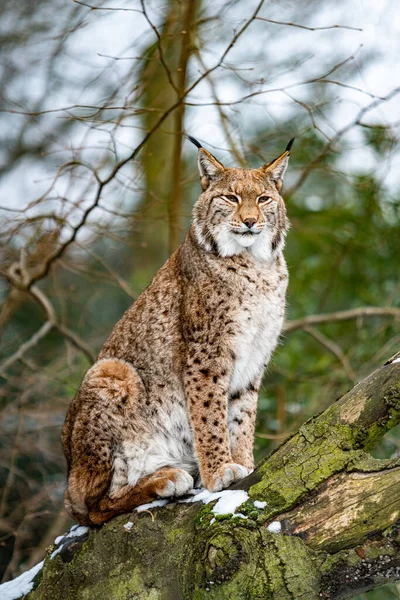 Lince Eurasiano Habitat Florestal — Fotografia de Stock