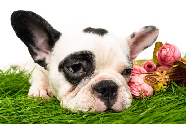 Franse Bulldog Puppy Geïsoleerd Wit — Stockfoto