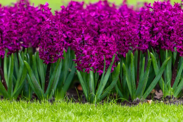 Hyacintové Květiny Zblízka Zahradě — Stock fotografie