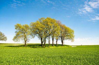 Arka planda mavi gökyüzü ve rüya gibi bulutları olan yeşil tepe..