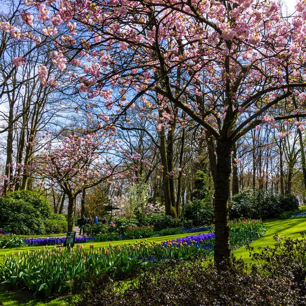 Hermosas Flores Jardín Fondo Primavera — Foto de Stock