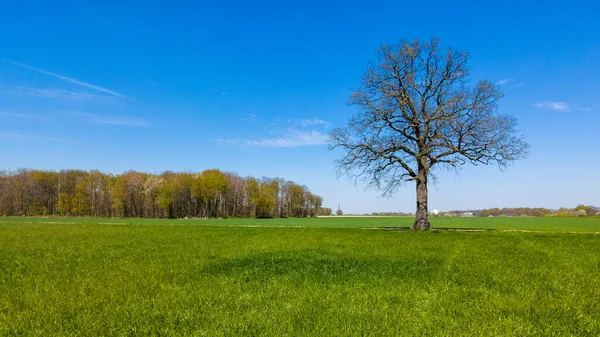 Feld Baum Und Blauer Himmel — Stockfoto