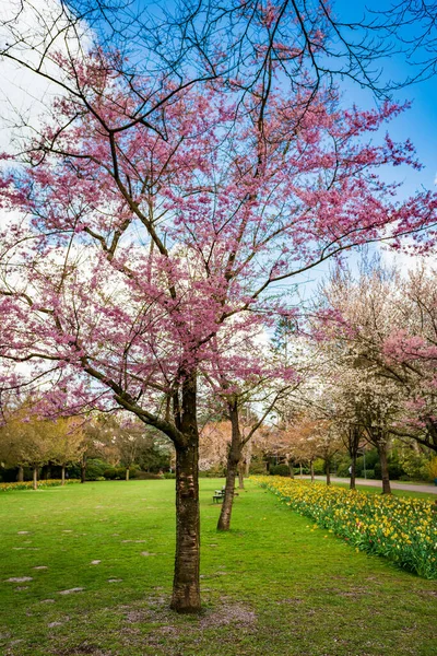 Prachtige Tuin Met Bloeiende Bomen Het Voorjaar — Stockfoto