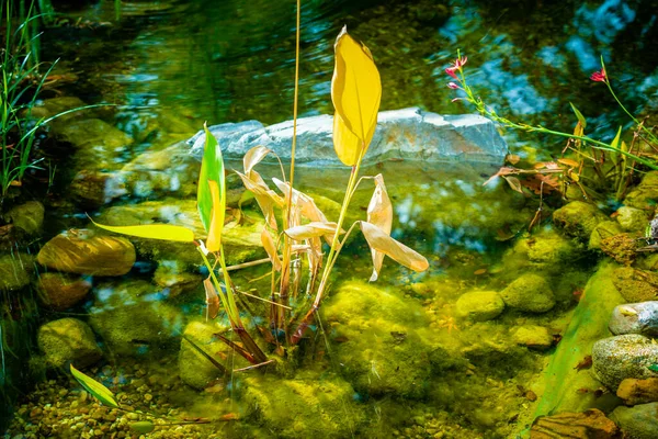 Natural Backyard Water Pond Water Plants — Stock Photo, Image