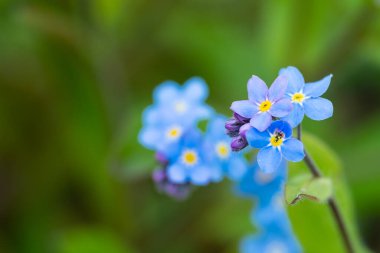 Myosotis alpestris ya da Alpine Çiçek verme bana 