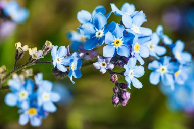 Myosotis alpestris ya da Alpine Çiçek verme bana 