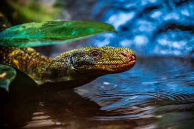  Güzel doğa ortamında Komodo ejderhası. Kertenkeleyi izle 