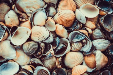 Sahilden çeşitli deniz kabukları.