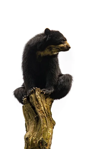 Американский Черный Медведь Изолирован Белом Фоне — стоковое фото