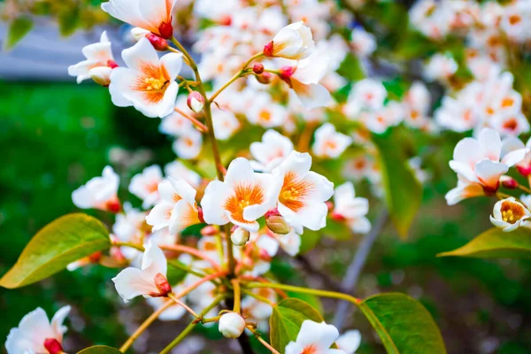 Fleurs Blanches Arbre Aleurites Euphorbiaceae Printemps — Photo