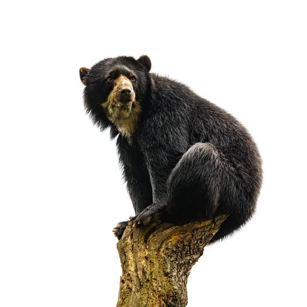 Urso Preto Americano Isolado Fundo Branco — Fotografia de Stock