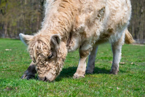 White Highland Cow Vaca Con Pelo Largo —  Fotos de Stock