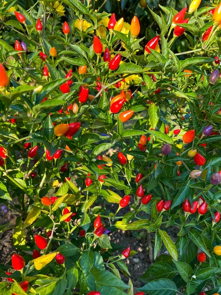 树上混合的彩色辣椒 — 图库照片