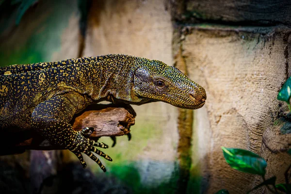 Dragón Komodo Hermoso Hábitat Natural Monitorear Lagarto —  Fotos de Stock