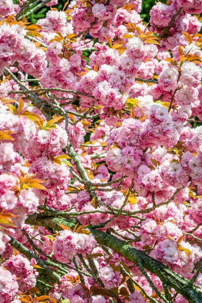 Rosa Blommor Blommar Träd — Stockfoto