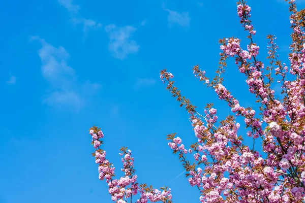 꽃피는 분홍빛 — 스톡 사진