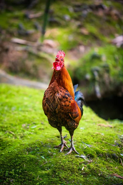 明るい色の洋ナシの雄鶏 雄鶏の肖像 — ストック写真