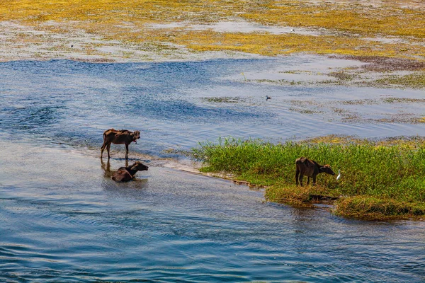 Vue Paysage Grande Rivière Nile Egypte — Photo