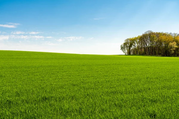 Зеленый Холм Мечтательными Облаками Голубым Небом Заднем Плане — стоковое фото