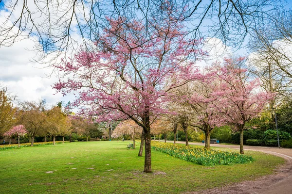 Hermoso Jardín Con Árboles Flor Durante Primavera —  Fotos de Stock