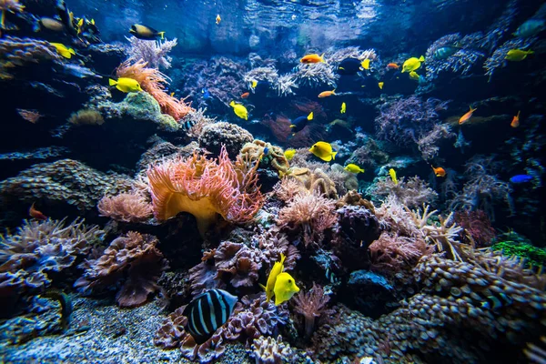 サンゴのコロニーとサンゴ魚 水中の景色 — ストック写真