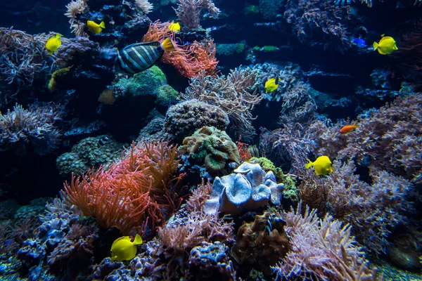 サンゴ礁の水中ビュー — ストック写真