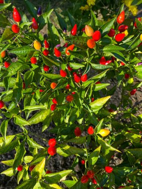 Ağaçta karışık kırmızı biber.