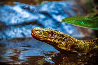  Güzel doğa ortamında Komodo ejderhası. Kertenkeleyi izle 
