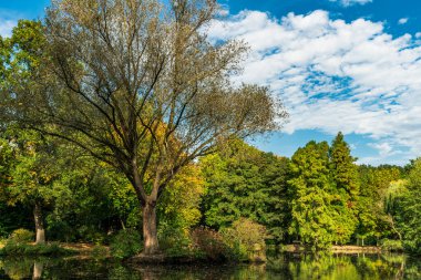 Yeşil çim tarlası ve yeşil taze ağacı olan güzel bir sabah güneşi parkı. 