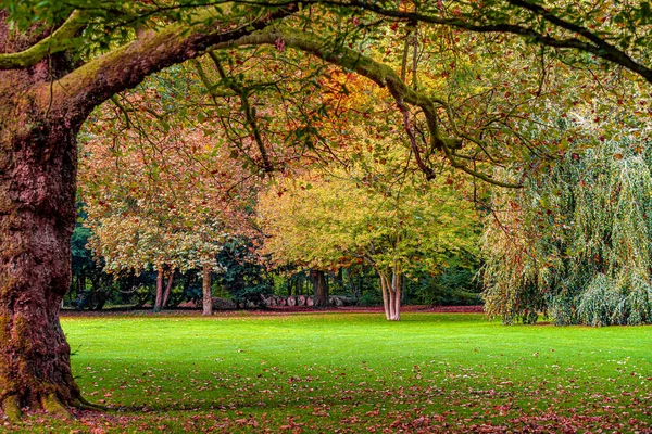 Otoño Paisaje Otoño Árbol Con Hojas Coloridas —  Fotos de Stock