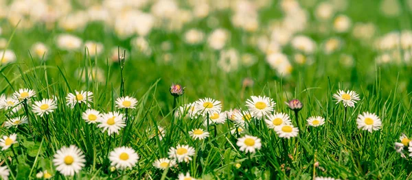 Krásná Kvetoucí Marguerita Zelené Louce Při Východu Slunce Sedmikrásky Zelené — Stock fotografie