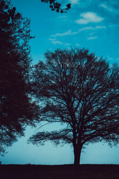 Green Tree Green Grass Slope White Clouds Blue Sky — Stock Photo, Image