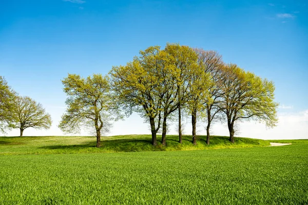 Árvore Verde Grama Verde Encosta Com Nuvens Brancas Céu Azul — Fotografia de Stock