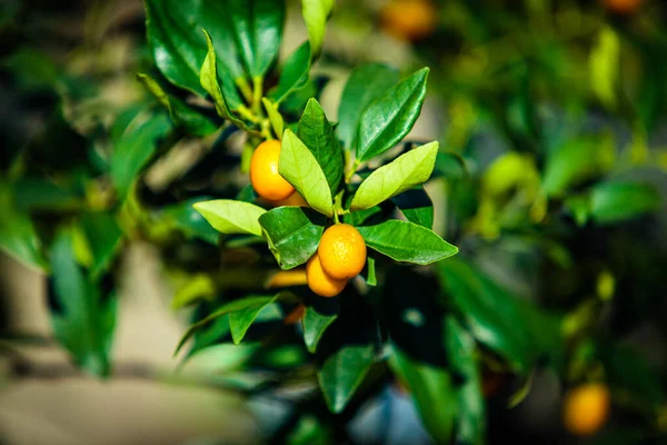 Malý Mandarinkový Stromek Fortunella Margarita Kumquats — Stock fotografie