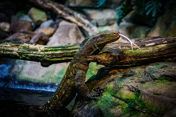 Komodo Dragon Beautiful Nature Habitat Monitor Lizard — Stock Photo, Image