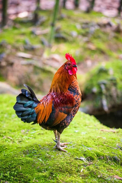 Brightly Colored Feral Rooster Portrait Rooster — Stock Photo, Image
