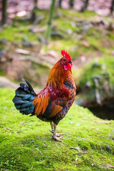 Gallo Selvatico Dai Colori Vivaci Ritratto Gallo — Foto Stock