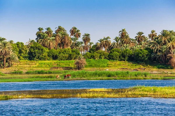 エジプトのナイル川 ナイル川での生活 — ストック写真